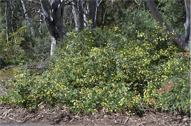 APII jpeg image of Grevillea flexuosa  © contact APII