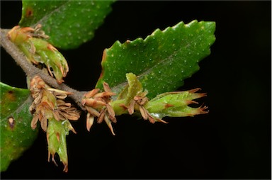 APII jpeg image of Nothofagus cunninghamii  © contact APII