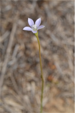 APII jpeg image of Wahlenbergia multicaulis  © contact APII