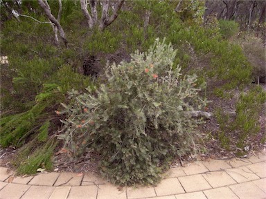 APII jpeg image of Callistemon brachyandrus  © contact APII