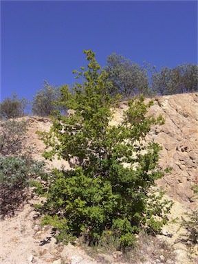 APII jpeg image of Quercus robur  © contact APII