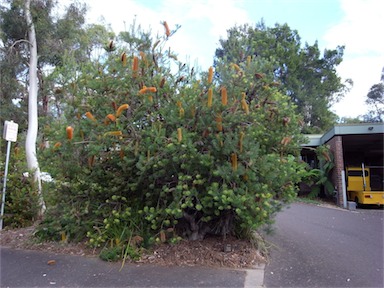 APII jpeg image of Banksia 'Giant Candles'  © contact APII