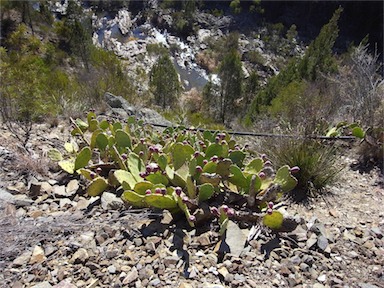 APII jpeg image of Opuntia stricta  © contact APII