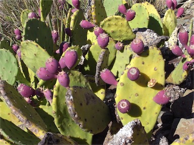APII jpeg image of Opuntia stricta  © contact APII