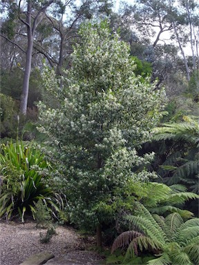 APII jpeg image of Doryphora sassafras  © contact APII