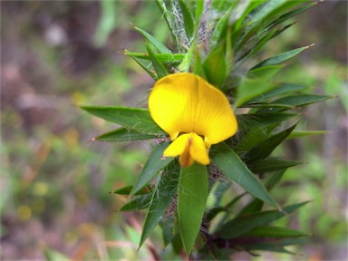 APII jpeg image of Pultenaea villifera var. villifera  © contact APII