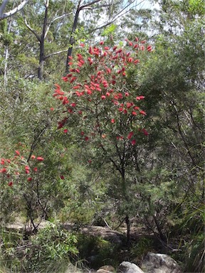 APII jpeg image of Callistemon citrinus  © contact APII