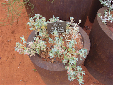 APII jpeg image of Atriplex holocarpa  © contact APII