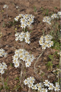 APII jpeg image of Rhodanthe corymbiflora  © contact APII