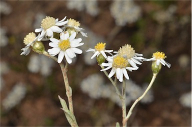 APII jpeg image of Rhodanthe corymbiflora  © contact APII