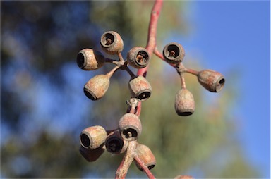 APII jpeg image of Eucalyptus 'Torwood'  © contact APII