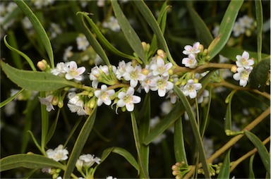 APII jpeg image of Myoporum platycarpum  © contact APII