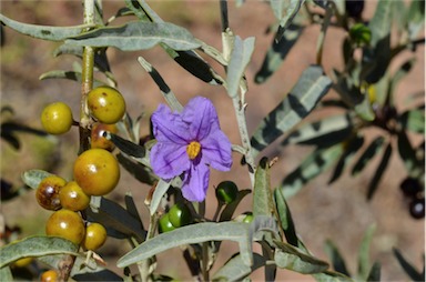 APII jpeg image of Solanum sturtianum  © contact APII