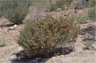 APII jpeg image of Dodonaea lobulata  © contact APII