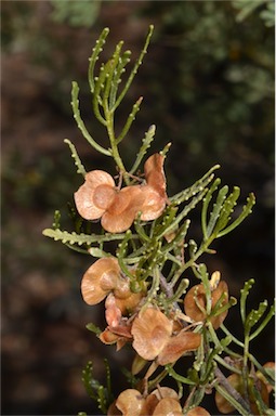 APII jpeg image of Dodonaea lobulata  © contact APII