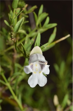 APII jpeg image of Prostanthera striatiflora  © contact APII