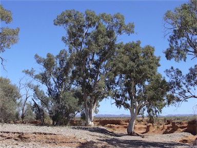 APII jpeg image of Eucalyptus camaldulensis  © contact APII