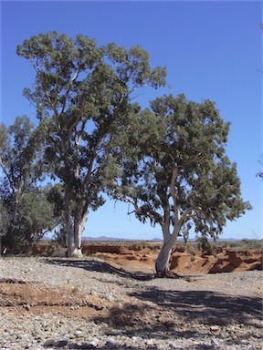 APII jpeg image of Eucalyptus camaldulensis  © contact APII