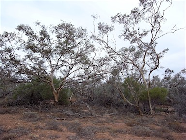APII jpeg image of Eucalyptus gillii  © contact APII