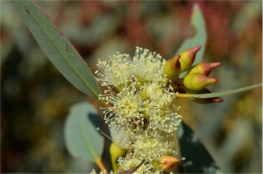 APII jpeg image of Eucalyptus socialis subsp. socialis  © contact APII