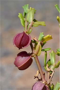 APII jpeg image of Zygophyllum crenatum  © contact APII