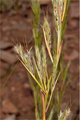 APII jpeg image of Cymbopogon ambiguus  © contact APII