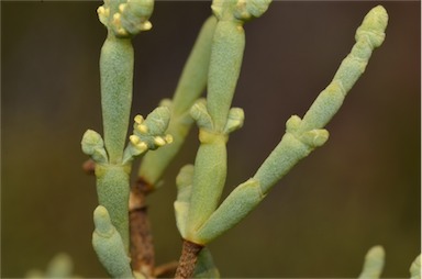 APII jpeg image of Tecticornia disarticulata  © contact APII