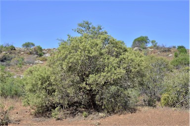 APII jpeg image of Hakea ednieana  © contact APII