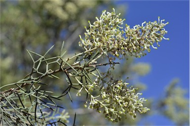 APII jpeg image of Hakea ednieana  © contact APII