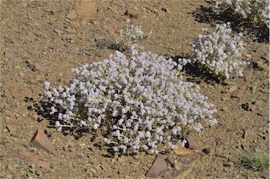 APII jpeg image of Ptilotus obovatus  © contact APII