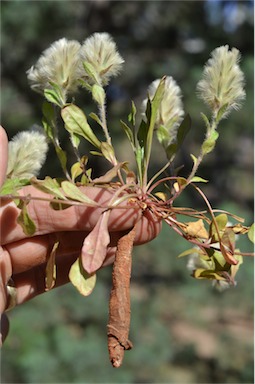 APII jpeg image of Ptilotus spathulatus  © contact APII