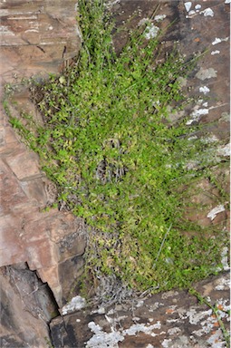 APII jpeg image of Galium migrans subsp. inversum  © contact APII