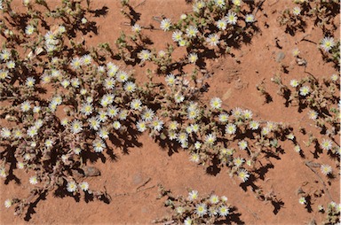 APII jpeg image of Mesembryanthemum nodiflorum  © contact APII