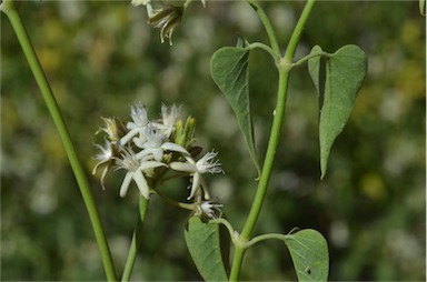 APII jpeg image of Cynanchum floribundum  © contact APII