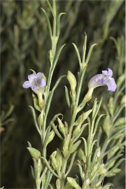 APII jpeg image of Eremophila scoparia  © contact APII