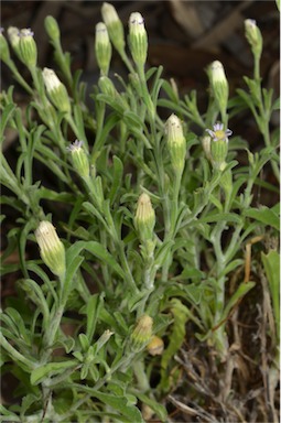 APII jpeg image of Vittadinia gracilis  © contact APII