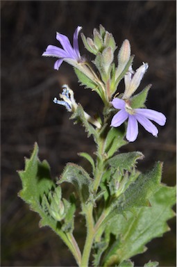 APII jpeg image of Scaevola humilis  © contact APII