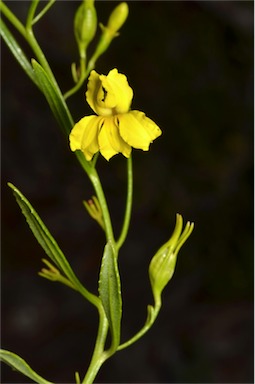 APII jpeg image of Goodenia vernicosa  © contact APII