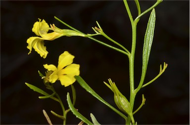 APII jpeg image of Goodenia vernicosa  © contact APII