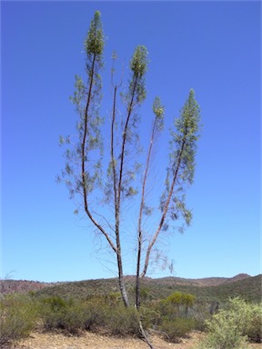 APII jpeg image of Codonocarpus pyramidalis  © contact APII