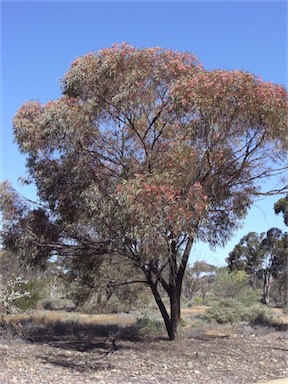 APII jpeg image of Eucalyptus torquata  © contact APII