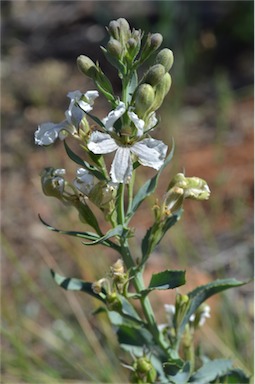 APII jpeg image of Goodenia albiflora  © contact APII