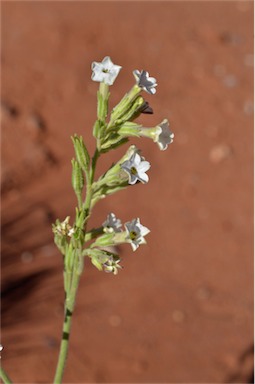 APII jpeg image of Nicotiana velutina  © contact APII