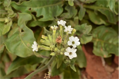 APII jpeg image of Nicotiana velutina  © contact APII