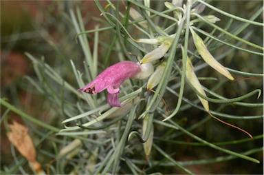APII jpeg image of Eremophila stenophylla  © contact APII