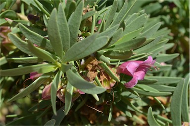 APII jpeg image of Eremophila tetraptera  © contact APII