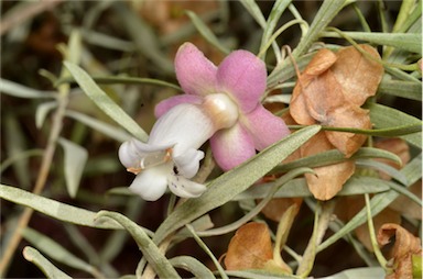 APII jpeg image of Eremophila platycalyx  © contact APII