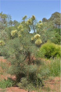 APII jpeg image of Hakea divaricata  © contact APII