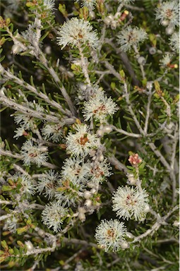 APII jpeg image of Melaleuca pauperiflora  © contact APII