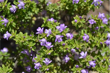 APII jpeg image of Eremophila crassifolia  © contact APII